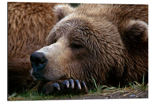 Aluminium print Sleeping brown bear