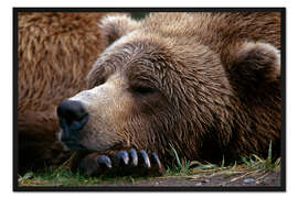 Gerahmter Kunstdruck Schlafender Braunbär