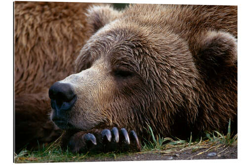 Quadro em plexi-alumínio Sleeping brown bear