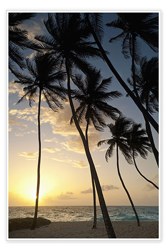 Poster Palm trees at dawn