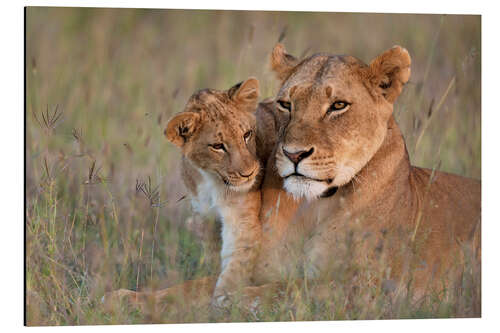 Aluminium print Lioness with cub