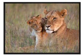 Gerahmter Kunstdruck Löwin mit Jungtier