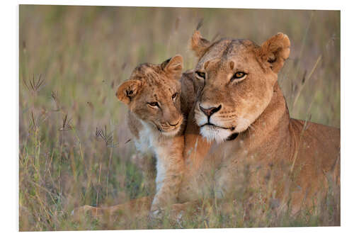 Foam board print Lioness with cub