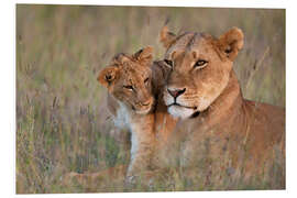 Foam board print Lioness with cub