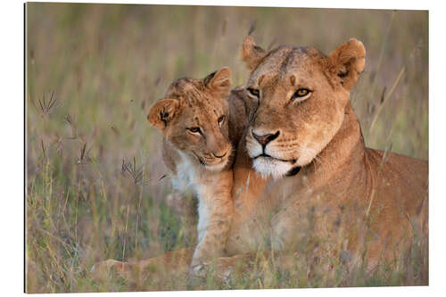 Galleritryk Lioness with cub