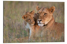 Magnettafel Löwin mit Jungtier