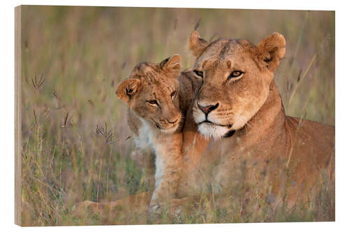 Wood print Lioness with cub