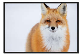 Gerahmter Kunstdruck Fuchs im Portrait