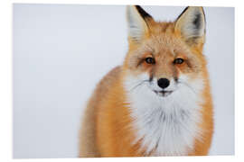 Foam board print Fuchs in Portrait