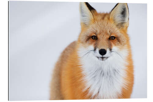 Galleriprint Fuchs in Portrait