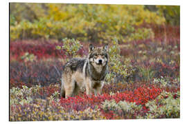 Alubild Grauwolf in der Tundra