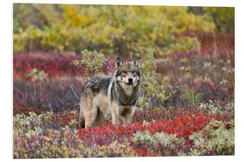 Quadro em PVC Gray Wolf in the tundra