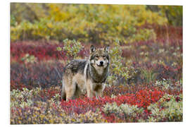 Obraz na PCV Gray Wolf in the tundra