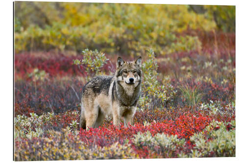 Galleritryk Gray Wolf in the tundra