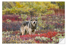 Selvklebende plakat Gray Wolf in the tundra