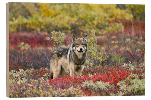 Hout print Gray Wolf in the tundra