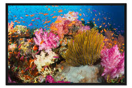 Gerahmter Kunstdruck Korallen vor Fidschi