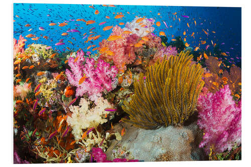 Stampa su PVC Coral off Fiji