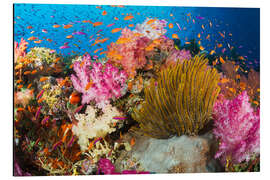 Magnettafel Korallen vor Fidschi