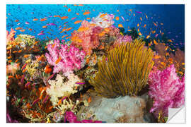 Selvklebende plakat Coral off Fiji