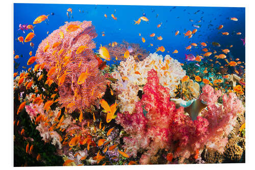 Foam board print Horn coral in Fiji