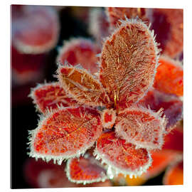 Acrylglasbild Cranberryblätter im Frost