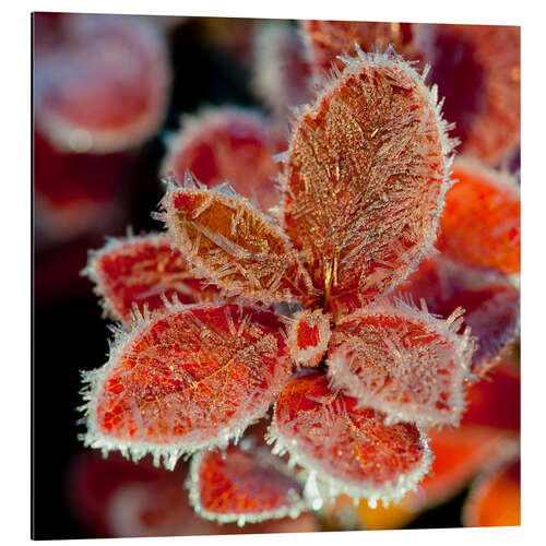 Alubild Cranberryblätter im Frost