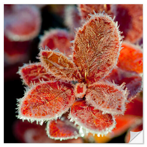 Naklejka na ścianę Cranberry leaves in frost