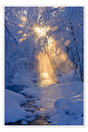 Poster Ruscello in una foresta d'inverno