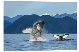 Acrylic print Humpback Whale off Alaska