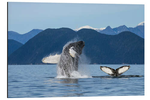 Aluminium print Humpback Whale off Alaska