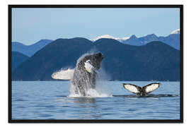 Gerahmter Kunstdruck Buckelwal vor Alaska