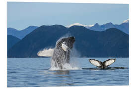 Foam board print Humpback Whale off Alaska