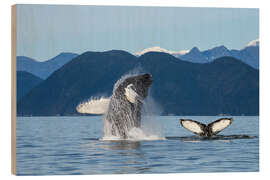 Wood print Humpback Whale off Alaska