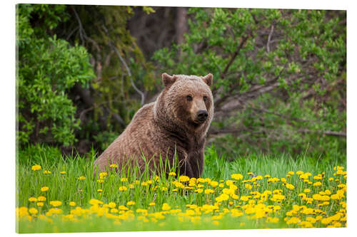 Acrylic print A brown bear on a dandelion meadow