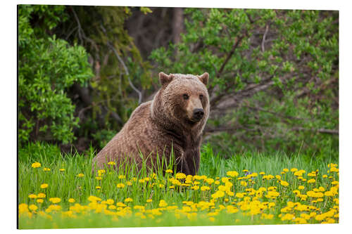 Tableau en aluminium Un ours brun sur une prairie de pissenlit