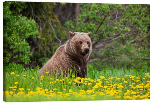 Obraz na płótnie A brown bear on a dandelion meadow