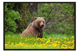 Gerahmter Kunstdruck Ein Braunbär auf einer Löwenzahnwiese