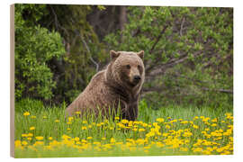 Stampa su legno A brown bear on a dandelion meadow - John Hyde