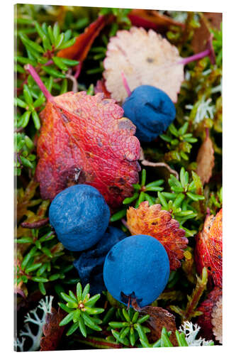 Acrylic print Blueberries in autumn