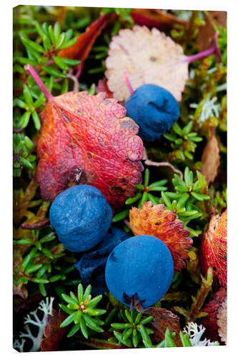 Canvastavla Blueberries in autumn