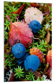 Galleriataulu Blueberries in autumn