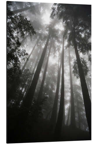 Aluminiumsbilde Treetops in fog