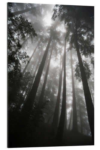 Galleriataulu Treetops in fog