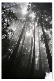 Selvklæbende plakat Treetops in fog