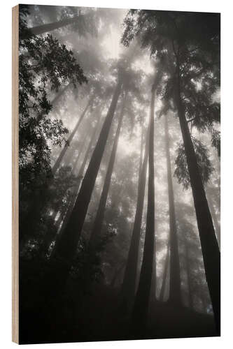 Wood print Treetops in fog