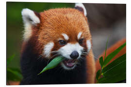 Aluminiumtavla Red Panda