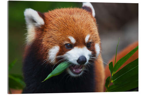 Gallery print Red Panda