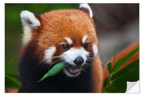 Selvklebende plakat Red Panda