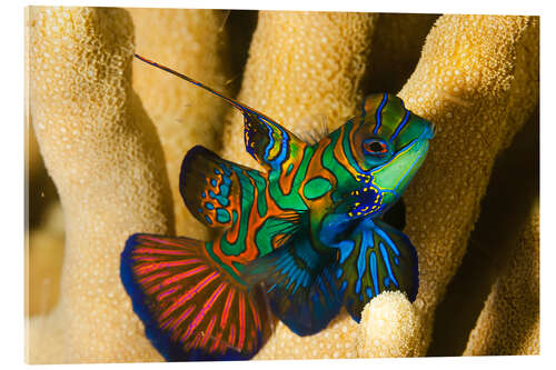 Tableau en verre acrylique Poisson-mandarin